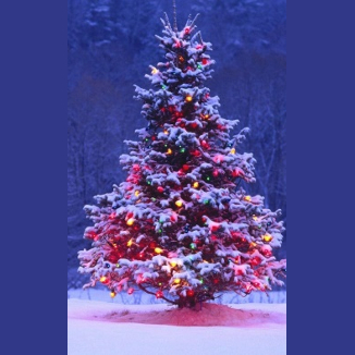 Medway Christmas Tree Lighting