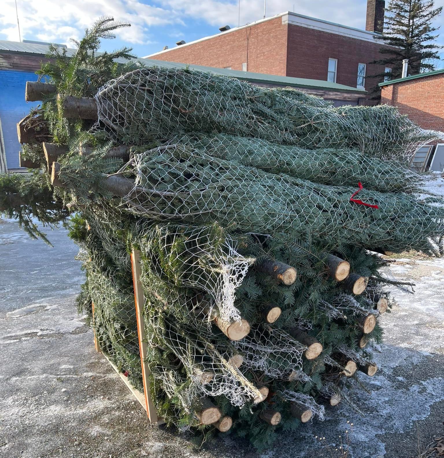 Christmas Tree Santa’s